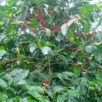 Costa Rica Coffee