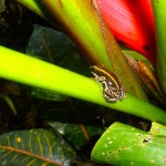 Flora and Fauna Costa Rica