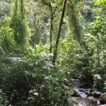 Tapanti National Park