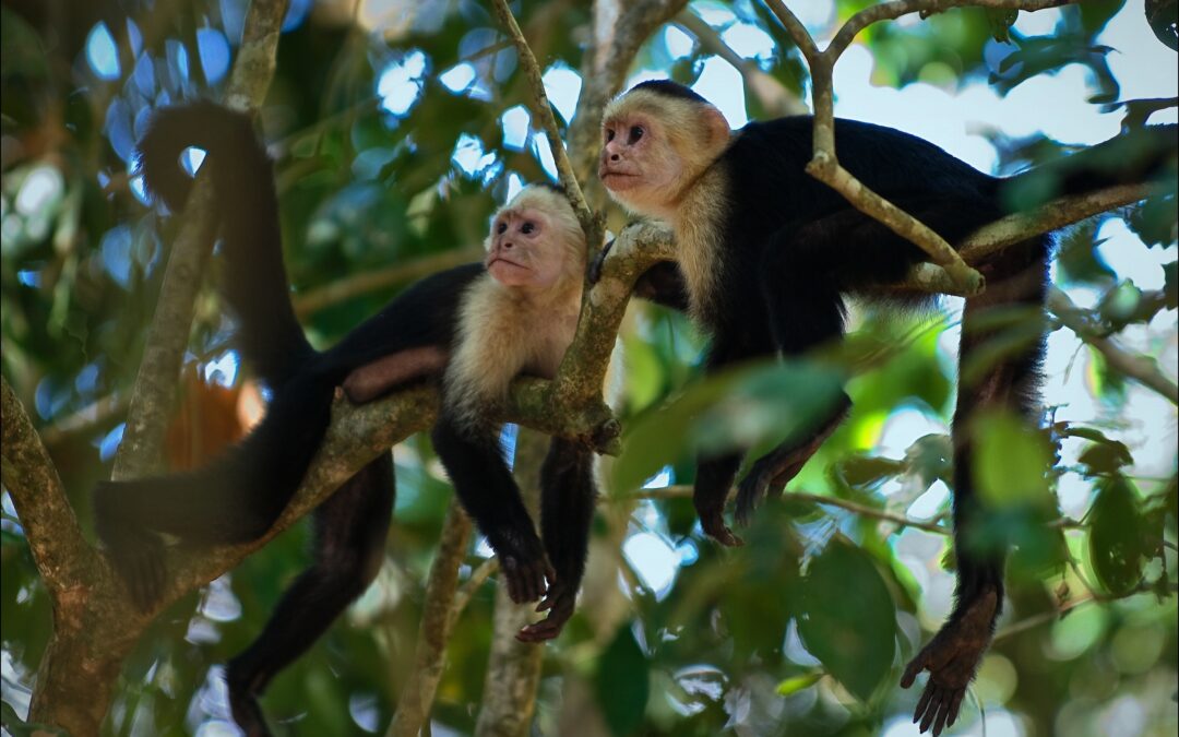 Negritos Island Puntarenas