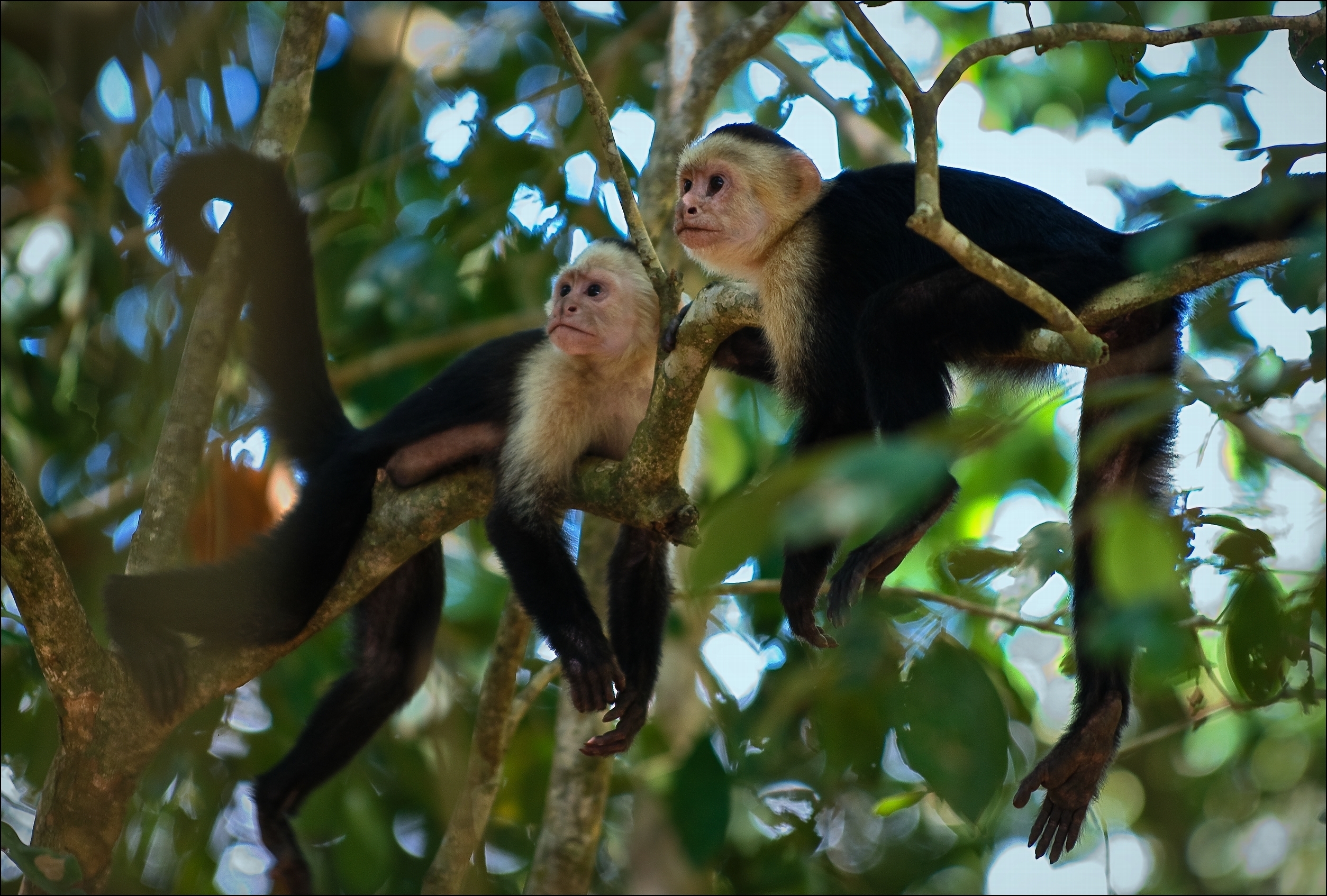 Negritos Island Puntarenas