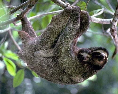 Manuel Antonio National Park